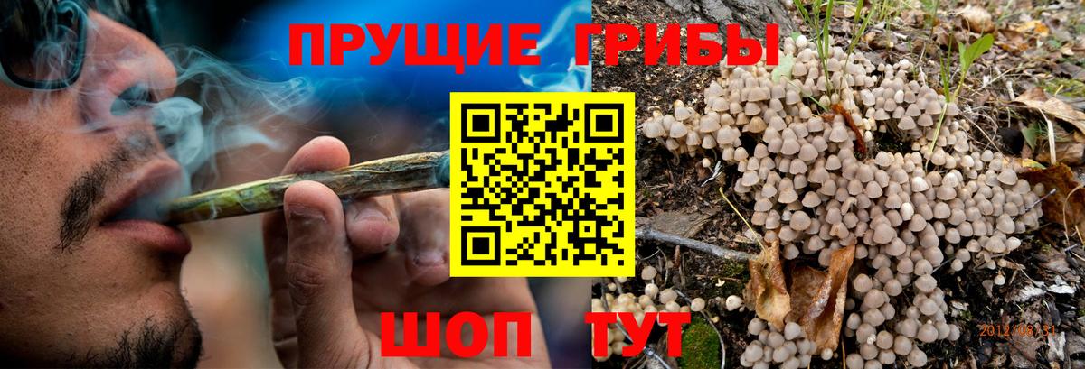 где купить   Галлюциногенные грибы MAGIC MUSHROOMS  Вход с VPN  Тихвин 